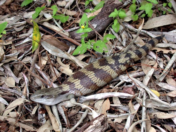 Blue-tongued Skink